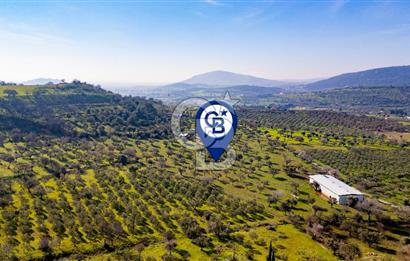 Foça Mustafa Kemal Atatürk Mah. Satılık Tarla