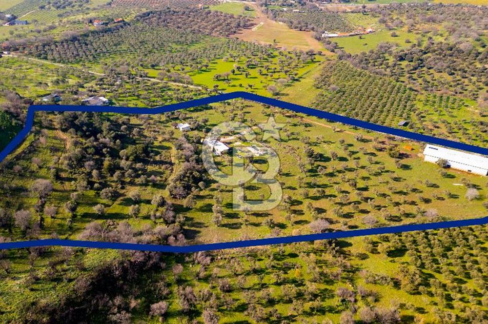 Foça Mustafa Kemal Atatürk Mah. Satılık Tarla