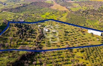 Foça Mustafa Kemal Atatürk Mah. Satılık Tarla