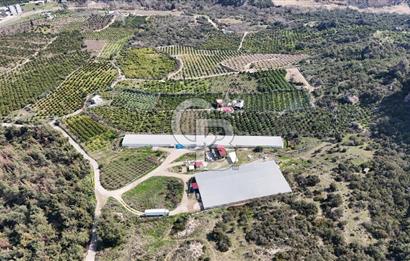 MERSIN HAMZABEYLI'DE TAM OTOMATIK TAVUK BESI CIFTLIGI