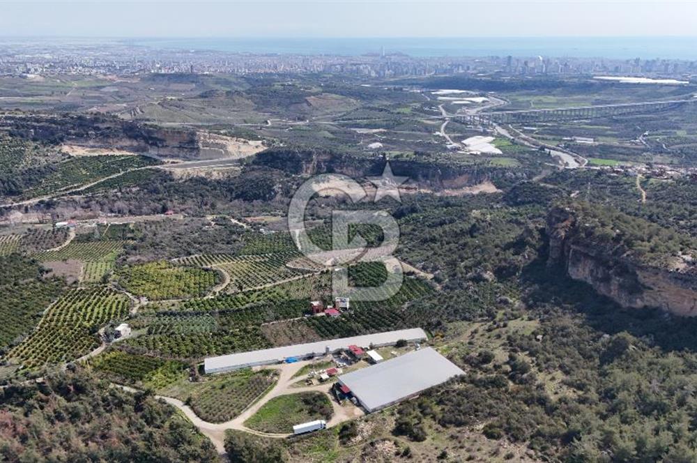 MERSIN HAMZABEYLI'DE TAM OTOMATIK TAVUK BESI CIFTLIGI