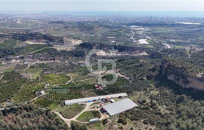 MERSIN HAMZABEYLI'DE TAM OTOMATIK TAVUK BESI CIFTLIGI