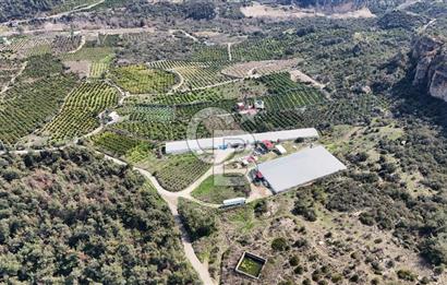 MERSIN HAMZABEYLI'DE TAM OTOMATIK TAVUK BESI CIFTLIGI