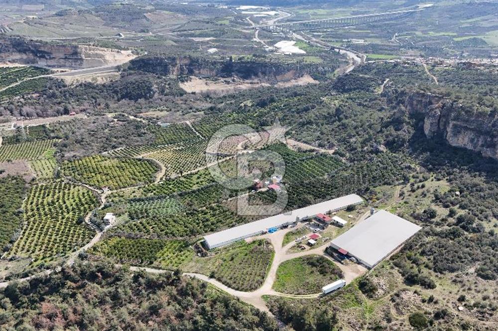 MERSIN HAMZABEYLI'DE TAM OTOMATIK TAVUK BESI CIFTLIGI