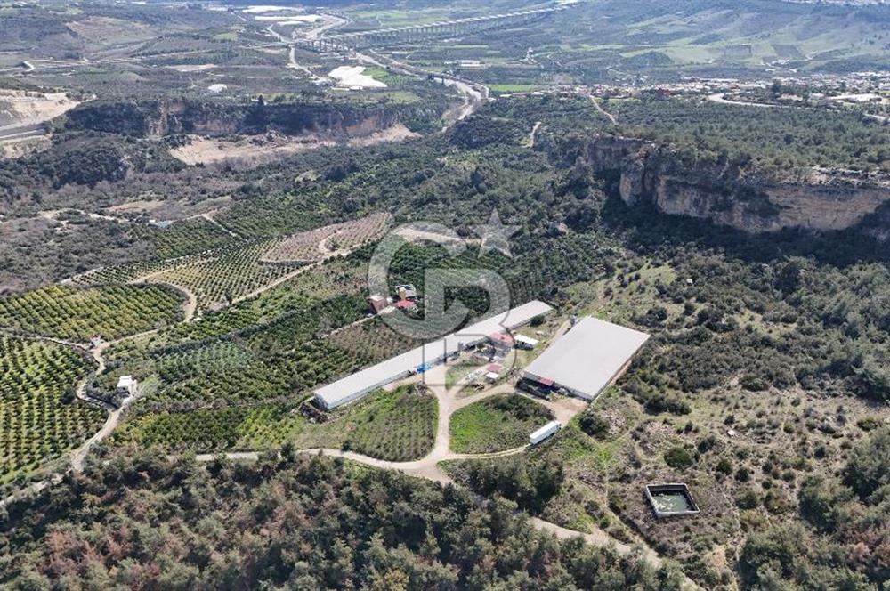 MERSIN HAMZABEYLI'DE TAM OTOMATIK TAVUK BESI CIFTLIGI
