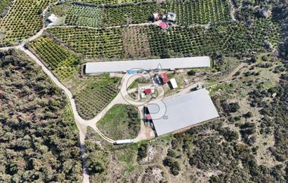 MERSIN HAMZABEYLI'DE TAM OTOMATIK TAVUK BESI CIFTLIGI