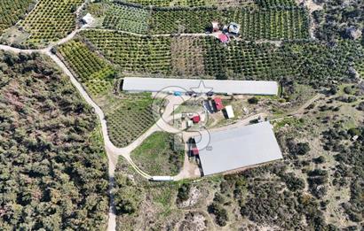 MERSIN HAMZABEYLI'DE TAM OTOMATIK TAVUK BESI CIFTLIGI