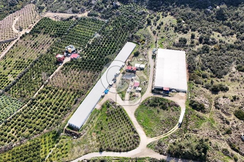 MERSIN HAMZABEYLI'DE TAM OTOMATIK TAVUK BESI CIFTLIGI