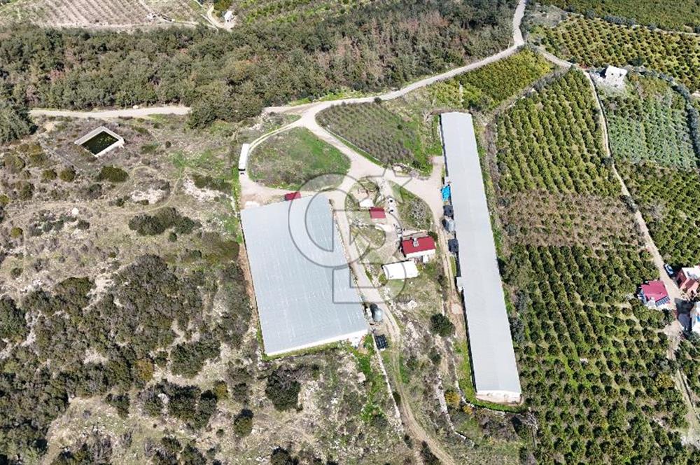 MERSIN HAMZABEYLI'DE TAM OTOMATIK TAVUK BESI CIFTLIGI