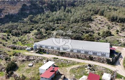 MERSIN HAMZABEYLI'DE TAM OTOMATIK TAVUK BESI CIFTLIGI