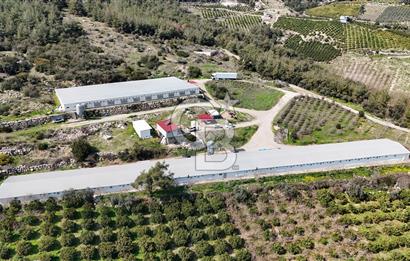 MERSIN HAMZABEYLI'DE TAM OTOMATIK TAVUK BESI CIFTLIGI