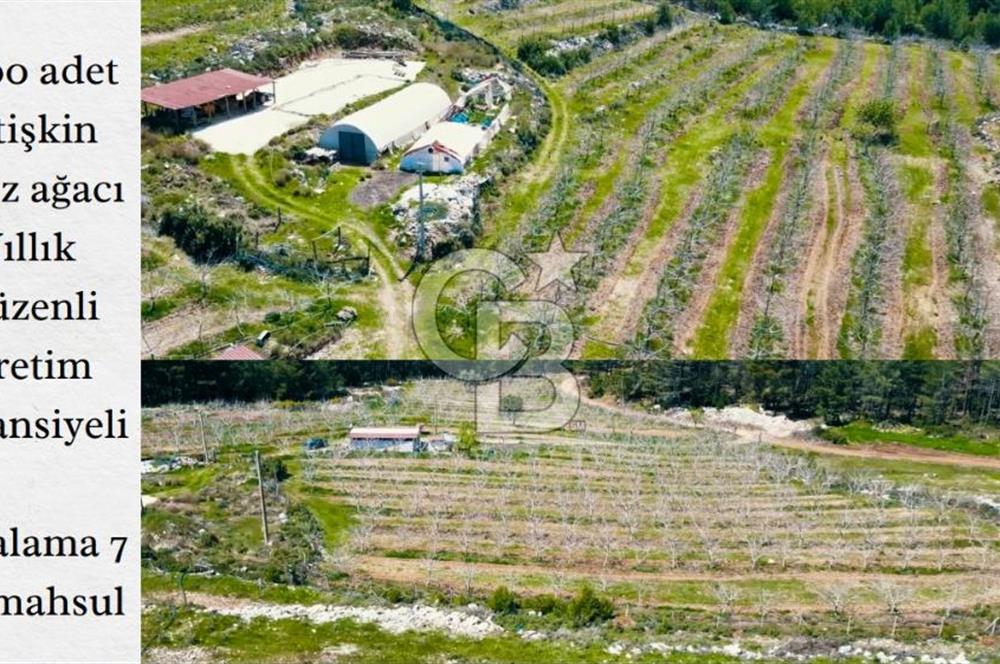 Milas Merkez'e 13 km Bodrum Havalimanı yakını Satılık Cevizlik