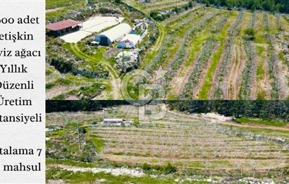 Milas Merkez'e 13 km Bodrum Havalimanı yakını Satılık Cevizlik