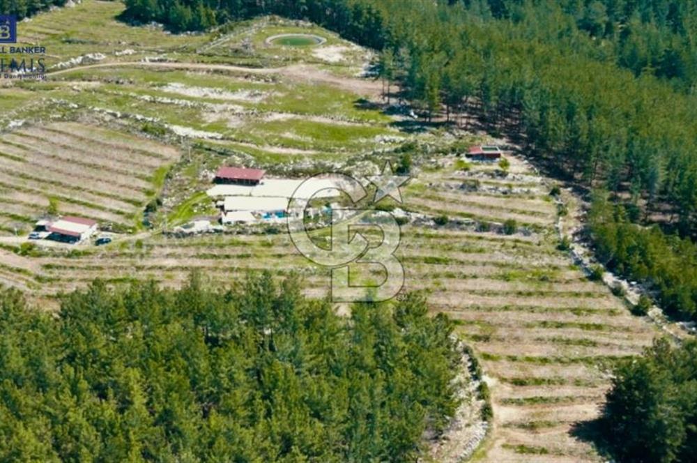 Milas Merkez'e 13 km Bodrum Havalimanı yakını Satılık Cevizlik