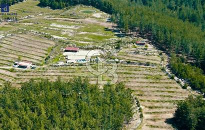 Milas Merkez'e 13 km Bodrum Havalimanı yakını Satılık Cevizlik