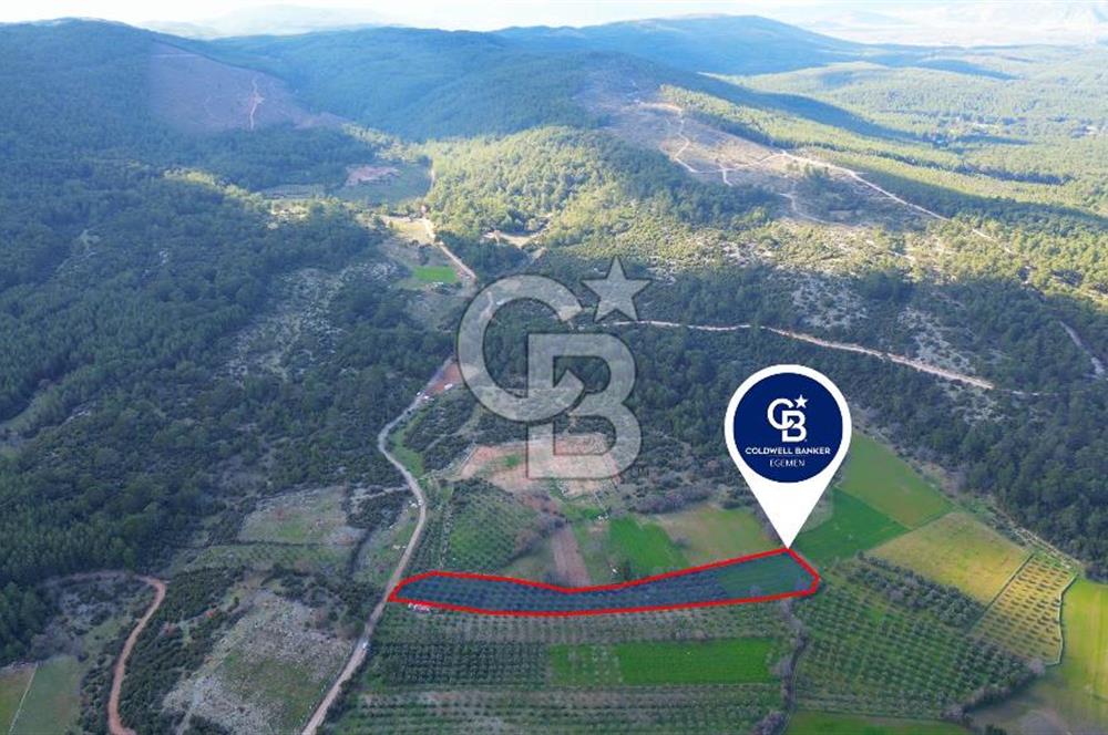 Muğla yaraş Mahallesi’nde tarla niteliğinde satılık 8381 metre² zeytinlik