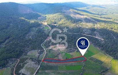 Muğla yaraş Mahallesi’nde tarla niteliğinde satılık 8381 metre² zeytinlik