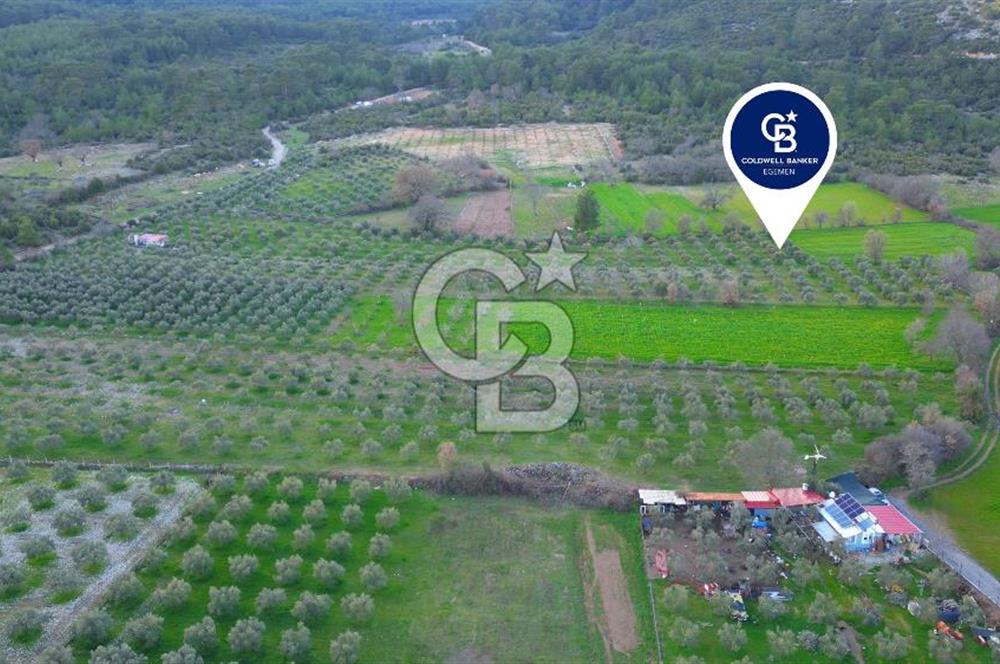 Muğla yaraş Mahallesi’nde tarla niteliğinde satılık 8381 metre² zeytinlik