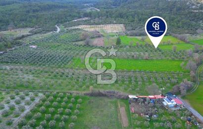 Muğla yaraş Mahallesi’nde tarla niteliğinde satılık 8381 metre² zeytinlik
