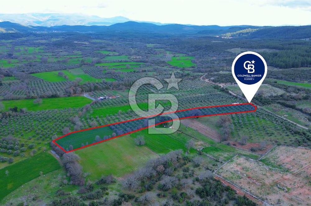 Muğla yaraş Mahallesi’nde tarla niteliğinde satılık 8381 metre² zeytinlik