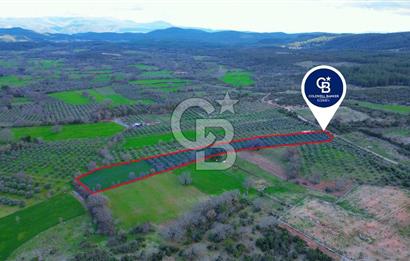 Muğla yaraş Mahallesi’nde tarla niteliğinde satılık 8381 metre² zeytinlik