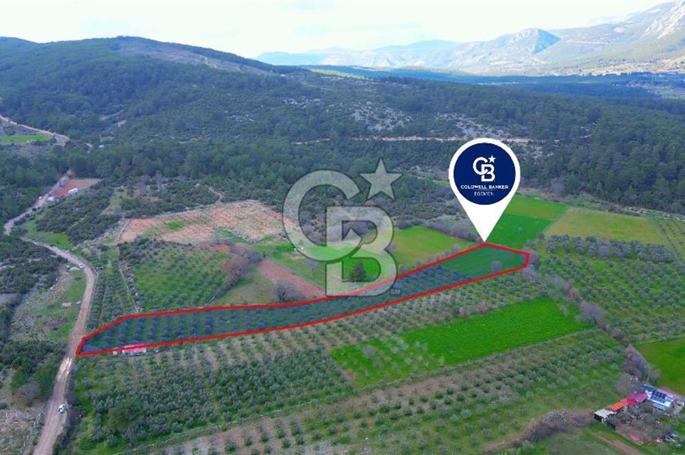 Muğla yaraş Mahallesi’nde tarla niteliğinde satılık 8381 metre² zeytinlik