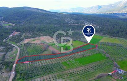 Muğla yaraş Mahallesi’nde tarla niteliğinde satılık 8381 metre² zeytinlik