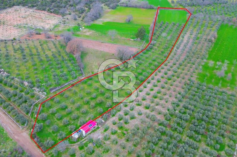 Muğla yaraş Mahallesi’nde tarla niteliğinde satılık 8381 metre² zeytinlik