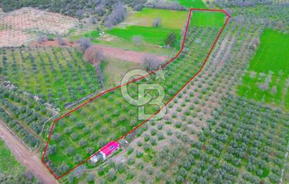 Muğla yaraş Mahallesi’nde tarla niteliğinde satılık 8381 metre² zeytinlik