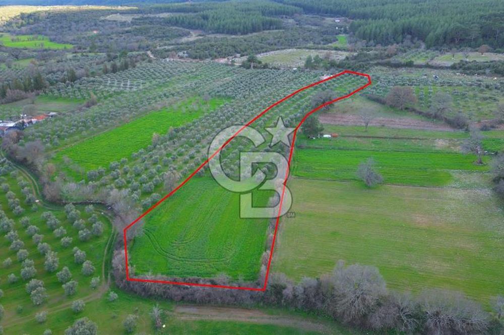 Muğla yaraş Mahallesi’nde tarla niteliğinde satılık 8381 metre² zeytinlik