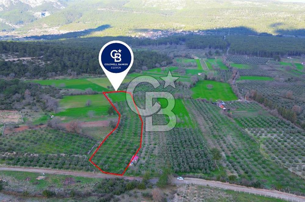 Muğla yaraş Mahallesi’nde tarla niteliğinde satılık 8381 metre² zeytinlik