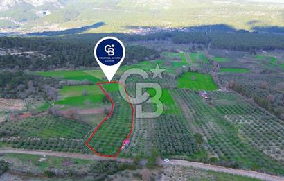 Muğla yaraş Mahallesi’nde tarla niteliğinde satılık 8381 metre² zeytinlik