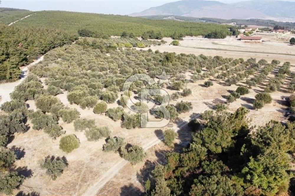 Foça Ilıpınar'da Sizinde Zeytin Ağaçlı Bir Bahçeniz Olsun