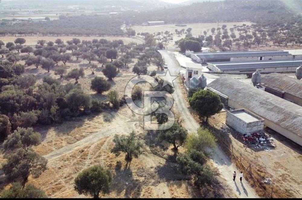 Foça Ilıpınar'da Sizinde Zeytin Ağaçlı Bir Bahçeniz Olsun