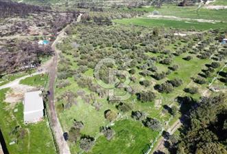 Foça Ilıpınar'da Sizinde Zeytin Ağaçlı Bir Bahçeniz Olsun - 4 - 337006