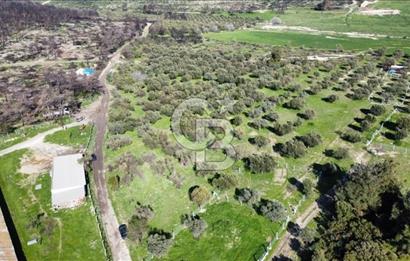 Foça Ilıpınar'da Sizinde Zeytin Ağaçlı Bir Bahçeniz Olsun