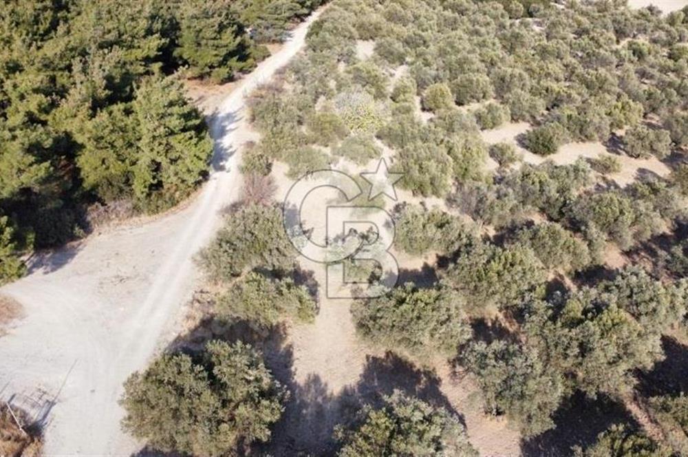 Foça Ilıpınar'da Sizinde Zeytin Ağaçlı Bir Bahçeniz Olsun