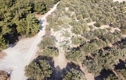 Foça Ilıpınar'da Sizinde Zeytin Ağaçlı Bir Bahçeniz Olsun