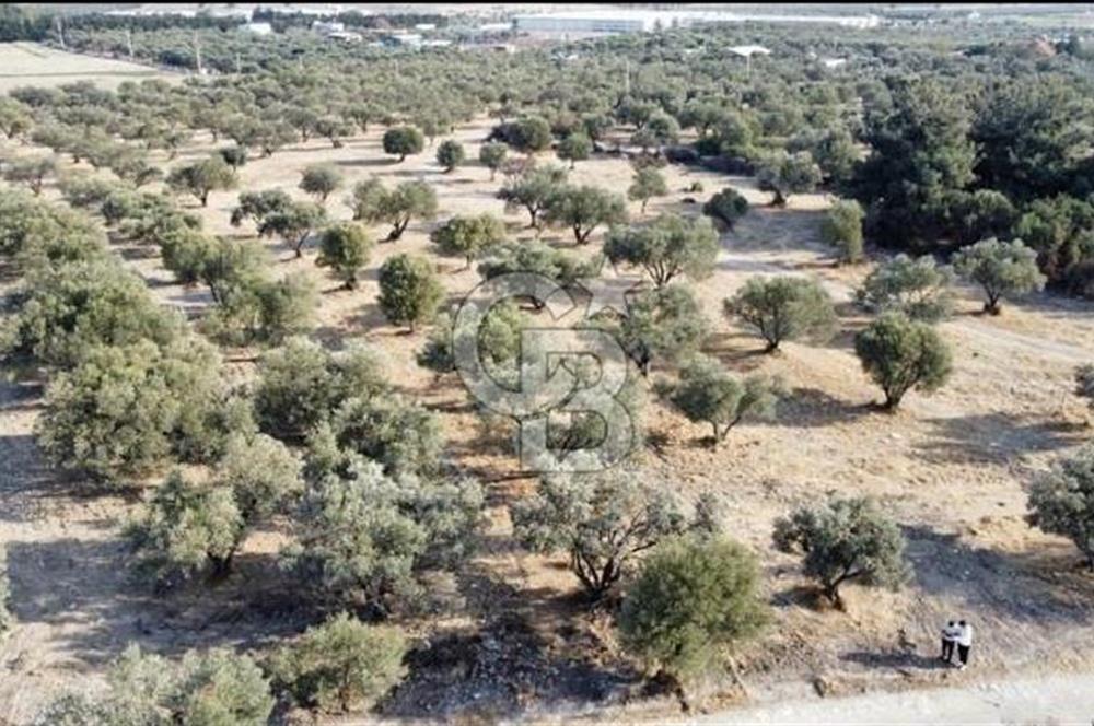 Foça Ilıpınar'da Sizinde Zeytin Ağaçlı Bir Bahçeniz Olsun