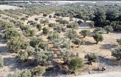 Foça Ilıpınar'da Sizinde Zeytin Ağaçlı Bir Bahçeniz Olsun
