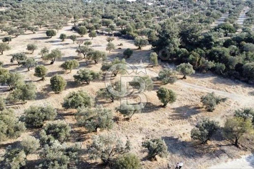 Foça Ilıpınar'da Sizinde Zeytin Ağaçlı Bir Bahçeniz Olsun