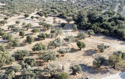 Foça Ilıpınar'da Sizinde Zeytin Ağaçlı Bir Bahçeniz Olsun