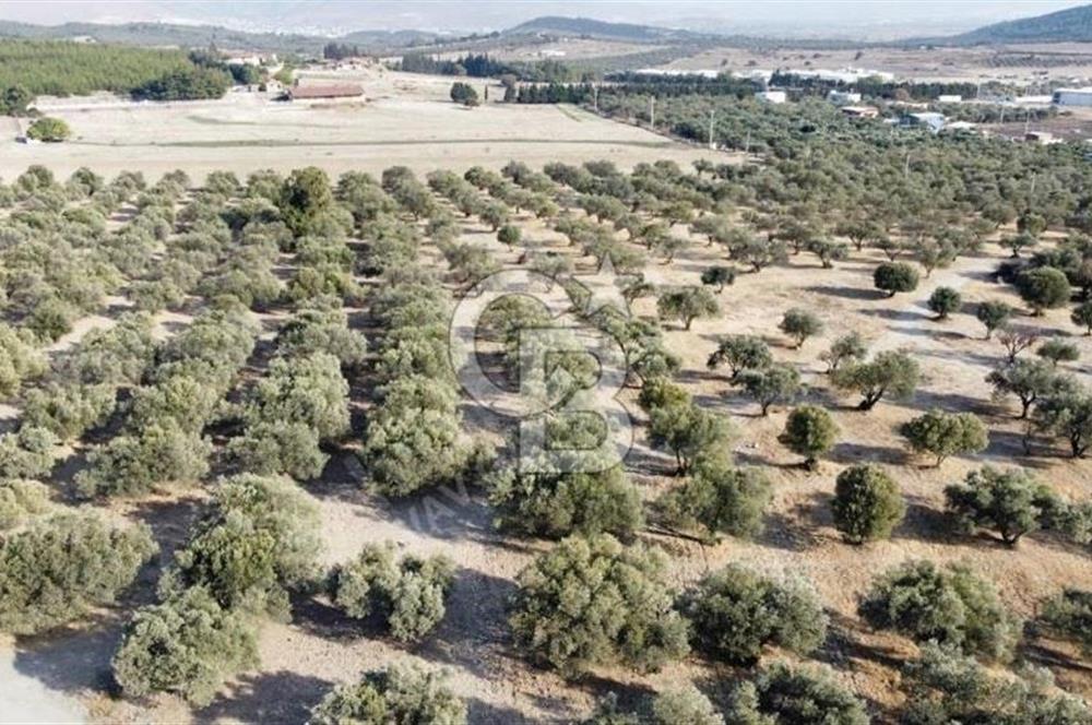 Foça Ilıpınar'da Sizinde Zeytin Ağaçlı Bir Bahçeniz Olsun