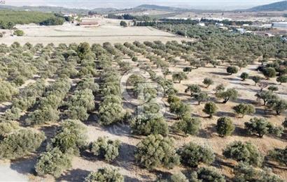 Foça Ilıpınar'da Sizinde Zeytin Ağaçlı Bir Bahçeniz Olsun