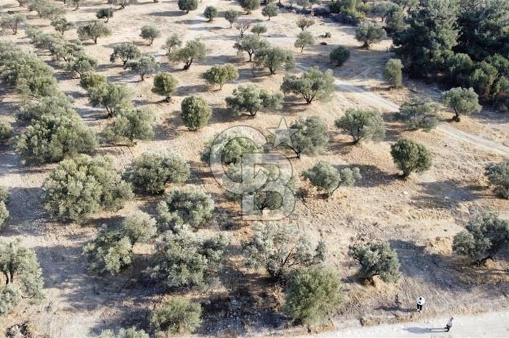 Foça Ilıpınar'da Sizinde Zeytin Ağaçlı Bir Bahçeniz Olsun