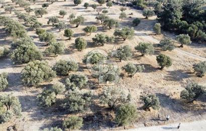 Foça Ilıpınar'da Sizinde Zeytin Ağaçlı Bir Bahçeniz Olsun