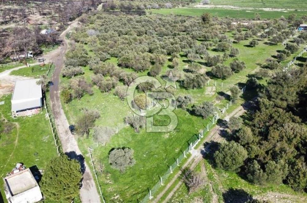 Foça Ilıpınar'da Sizinde Zeytin Ağaçlı Bir Bahçeniz Olsun