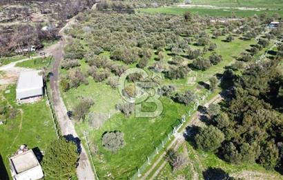 Foça Ilıpınar'da Sizinde Zeytin Ağaçlı Bir Bahçeniz Olsun