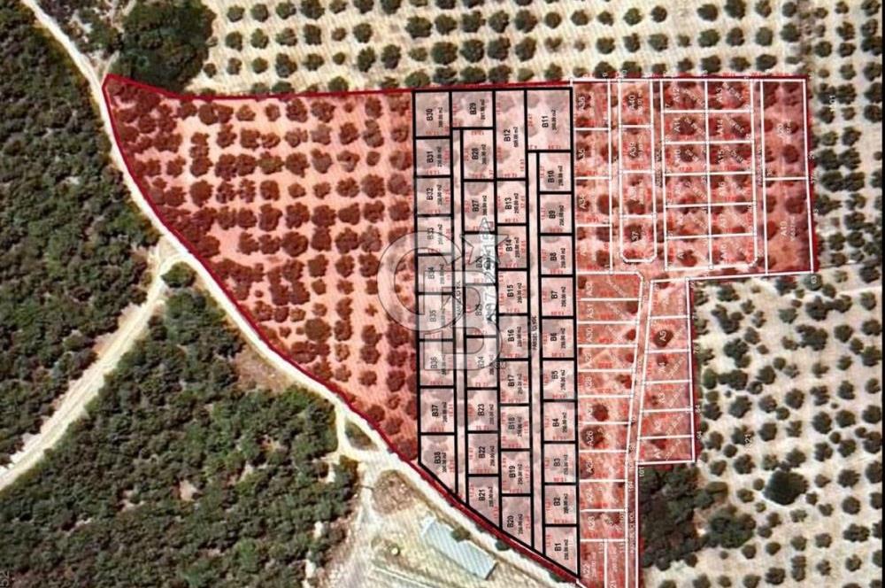 Foça Ilıpınar'da Sizinde Zeytin Ağaçlı Bir Bahçeniz Olsun