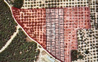 Foça Ilıpınar'da Sizinde Zeytin Ağaçlı Bir Bahçeniz Olsun